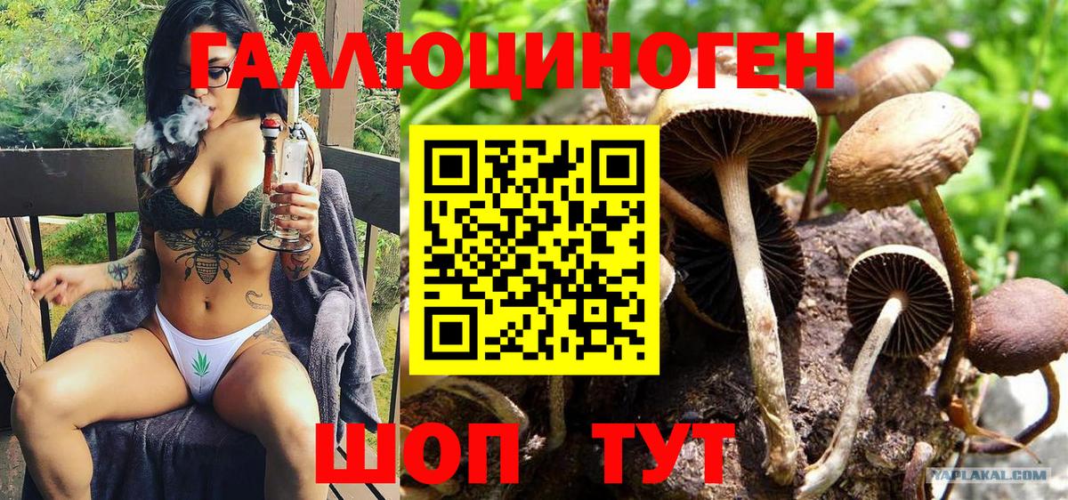 Псилоцибиновые грибы Psilocybe Лысьва